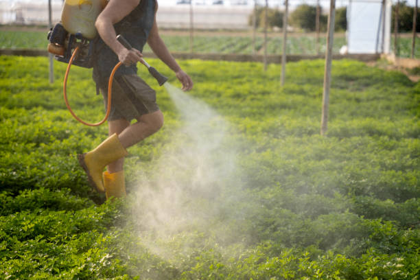 Best Affordable Pest Control Services  in Pennington Gap, VA