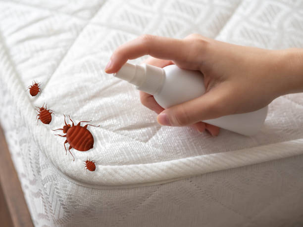 Best Wasp Removal Services  in Pennington Gap, VA