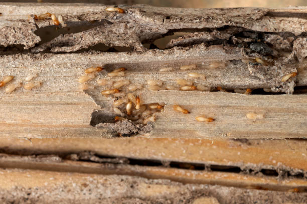 Best Pest Inspection Near Me  in Pennington Gap, VA