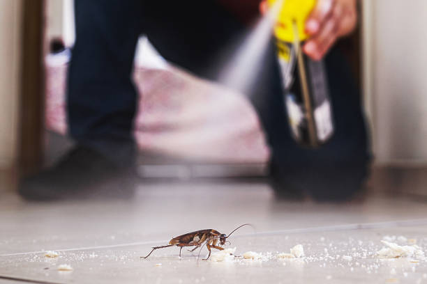 Best Affordable Pest Control Services  in Pennington Gap, VA
